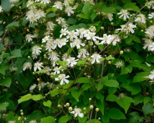 Clematis 'Paul Farges'