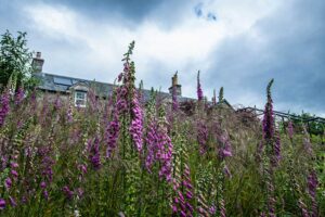 Garden Consultancy for an Estate in Highland Perthshire